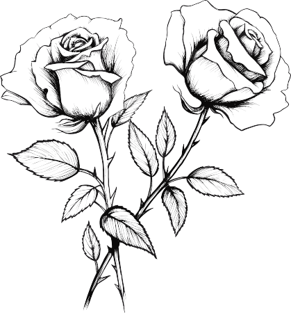 手绘黑白简约玫瑰花线描插图