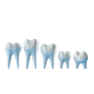 五个白色牙齿模型透明背景插图