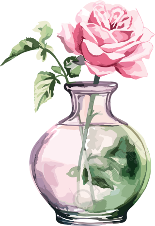 水彩粉色玫瑰插画