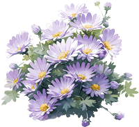 紫色雏菊水彩画