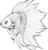简笔翅膀鱼插画