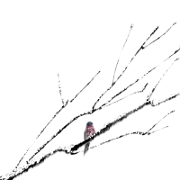 小寒时节枯树枝上的小鸟PNG插画