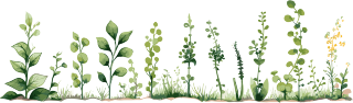 植物花边透明背景插图