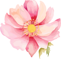 水彩花卉插图PNG素材