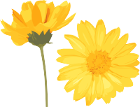 水彩花卉高清图形素材