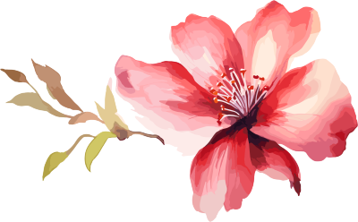 水彩花卉商用设计插图