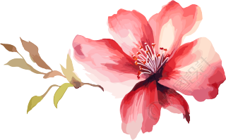 水彩花卉商用设计插图