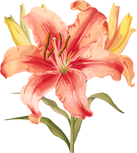 水彩花卉透明背景插画