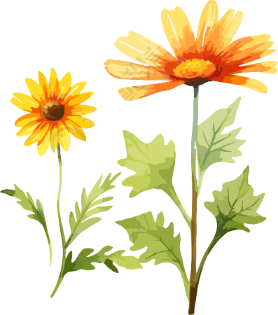 水彩花卉卡通花朵PNG素材
