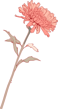 线条花朵高清素材