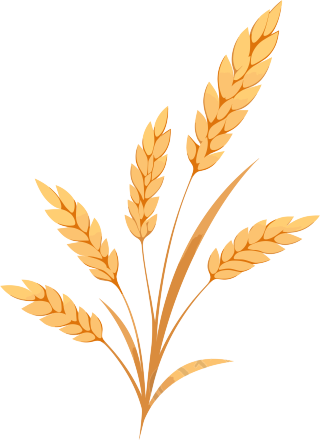小麦简约插画素材