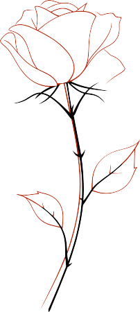 线条玫瑰花透明背景素材
