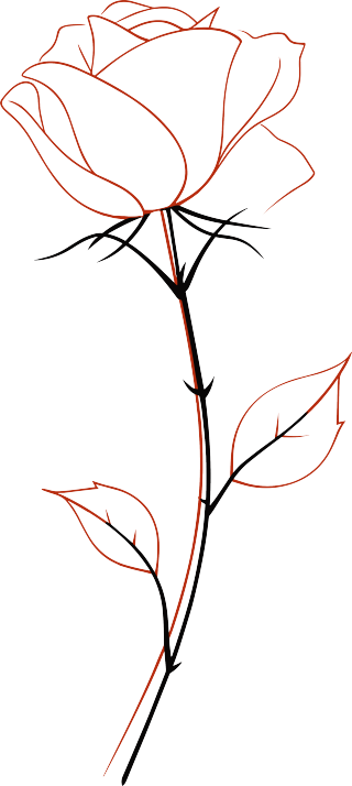 线条玫瑰花透明背景素材