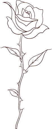 线条玫瑰花插画