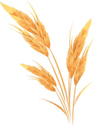小麦白底平面插画