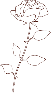 线条玫瑰花可商用插画