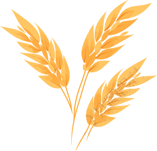 小麦PNG图形素材