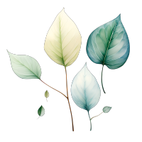 树叶高清插图素材