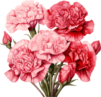 教师节卡通康乃馨素材