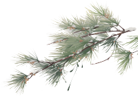 松枝积雪商业设计插画