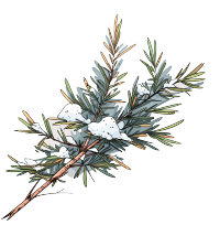松枝积雪商业设计元素