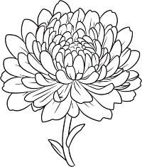 菊花简笔画