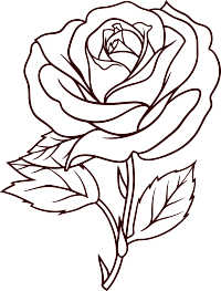 玫瑰花简笔画