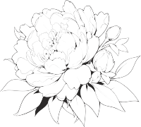 牡丹花简笔画