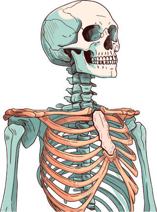 人体骨架高清图形素材