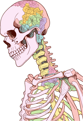 人体骨架高清插画设计素材