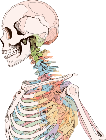 人体骨架手绘医学插画