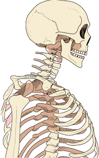 人体骨架商用手绘插画
