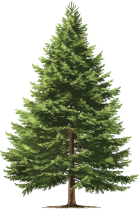 青松树透明背景插画