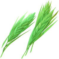 麦穗透明背景素材