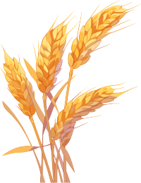 麦穗商业创意插图