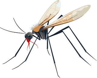 蚊子卡通透明背景插图