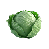 果蔬卷心菜PNG插画