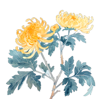 国风菊花插图