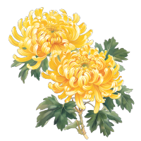 国风菊花插画素材