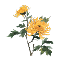 国风菊花高清素材