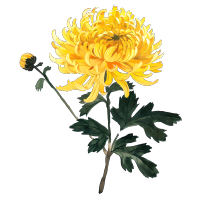 国风菊花美丽插画