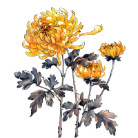 国风菊花商用插画