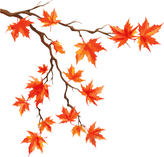 秋日枫叶插图