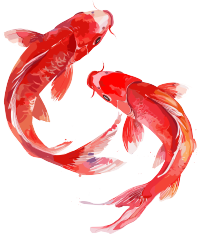 红色锦鲤中式插画