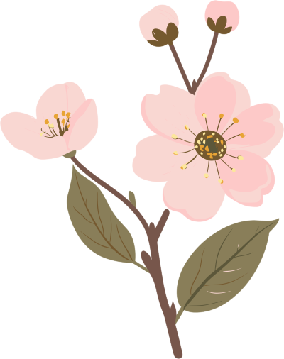 粉色樱花透明背景插图