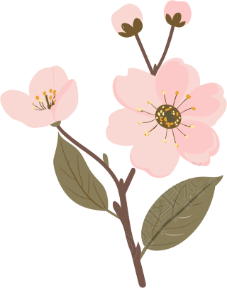 粉色樱花透明背景插图