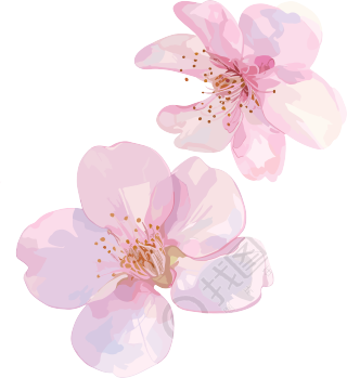 樱花花瓣3D素材