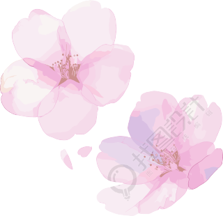 樱花花瓣水彩风插画