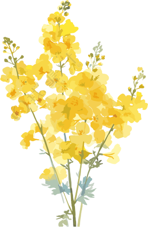 油菜花图案素材