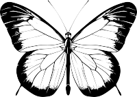 线条蝴蝶高清插画